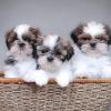 Puppies for sale Spain, Cordoba Shih Tzu