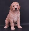 Puppies for sale Italy, Verona Poodle