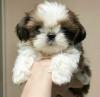 Puppies for sale Spain, Santa Cruz de Tenerife Shih Tzu