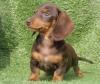 Puppies for sale United Kingdom, Cambridge Dachshund