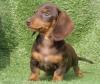 Puppies for sale United Kingdom, Norfolk Island Dachshund