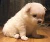 Puppies for sale Spain, Lerida Spitz