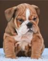 Puppies for sale Spain, Gijon English Bulldog