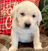 Puppies for sale Spain, Cadiz Labrador Retriever