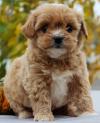 Puppies for sale Belgium, Gant , Havapoo