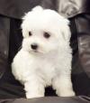 Puppies for sale Spain, Burgos Maltese