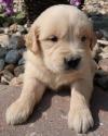 Puppies for sale United Kingdom, Harlow East Siberian Laika, English Golden Retriever