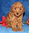 Puppies for sale Sweden, Leksand Toy-poodle