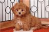 Puppies for sale Ukraine, Chernivtsi , havapoo puppies