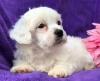 Puppies for sale Ukraine, Zhitomir , Shihpom