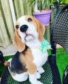 Puppies for sale Sweden, Goteborg Beagle