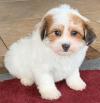 Puppies for sale Czech Republic, Karlovy Vary Havanese