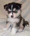 Puppies for sale Netherlands, Borne , Pomsky