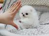 Puppies for sale Latvia, Ventspils Pomeranian Spitz