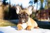 Puppies for sale Netherlands, Oldebroek Bull Terrier, French Bulldog