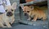 Puppies for sale Netherlands, Maastricht Bull Terrier, French Bulldog