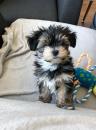 Puppies for sale United Kingdom, Portland Yorkshire Terrier