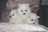 Puppies for sale Luxembourg, Luxembourg Pomeranian Spitz