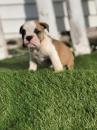 Puppies for sale Moldova, Bender English Bulldog