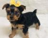 Puppies for sale USA, California, San Diego Yorkshire Terrier