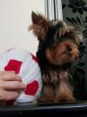 Puppies for sale Ireland, Dublin Yorkshire Terrier