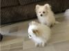 Puppies for sale Latvia, Aizkraukle Pomeranian Spitz