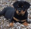 Puppies for sale USA, California Rottweiler