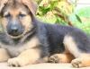 Puppies for sale United Kingdom, Plymouth German Shepherd Dog