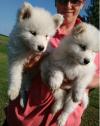 Puppies for sale Latvia, Preili Samoyed dog (Samoyed)