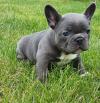 Puppies for sale USA, Arizona French Bulldog