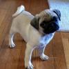 Puppies for sale USA, California, San Francisco Pug