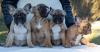 Puppies for sale Netherlands, Amsterdam Bull Terrier, French Bulldog