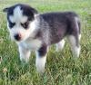 Puppies for sale United Kingdom, Oxford , Siberian husky