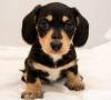 Puppies for sale USA, California, Los Angeles Dachshund