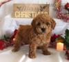 Puppies for sale Spain, Barcelona Toy-poodle