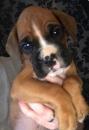 Puppies for sale Greece, Thessaloniki Boxer