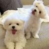 Puppies for sale USA, Texas Maltese