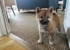 Puppies for sale Ireland, CARLOW , SHIBA INU