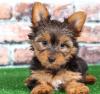 Puppies for sale Greece, Patra Yorkshire Terrier