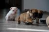 Puppies for sale Austria, Graz French Bulldog