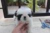 Puppies for sale Slovenia, Ljubljana Shih Tzu