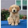 Puppies for sale Russia, Perm , Golden Retriever Puppies