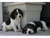 Puppies for sale Cyprus, Paphos Beagle