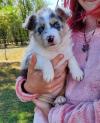 Puppies for sale Ireland, Dublin Australian Shepherd