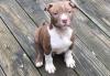 Puppies for sale Cyprus, Limassol Other breed, Pit-bull