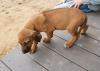 Puppies for sale Cyprus, Ayia Napa Rhodesian Ridgeback