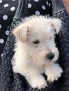 Puppies for sale Cyprus, Larnaca Other breed, scottish terrier