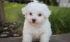 Puppies for sale Belgium, Brussels Bichon