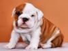 Puppies for sale Belarus, Mogilev English Bulldog