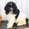 Puppies for sale Germany, Hannover Newfoundland